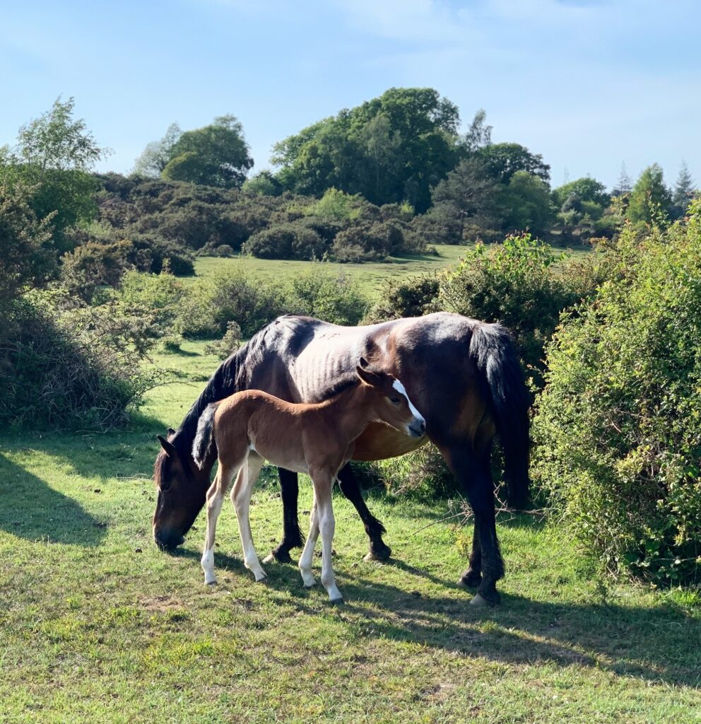 hampshire new forest